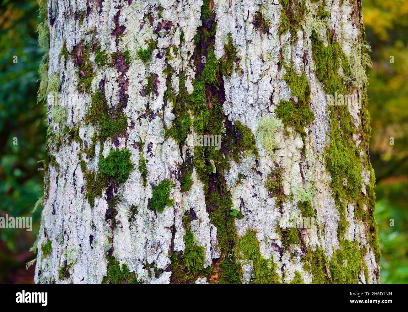 Tree bark (detail). Quercus robur forma fastigiata.  Dawyck Botanic Gardens, Stobo, Scottish Borders, Scotland, United Kingdom, Europe. Stock Photo