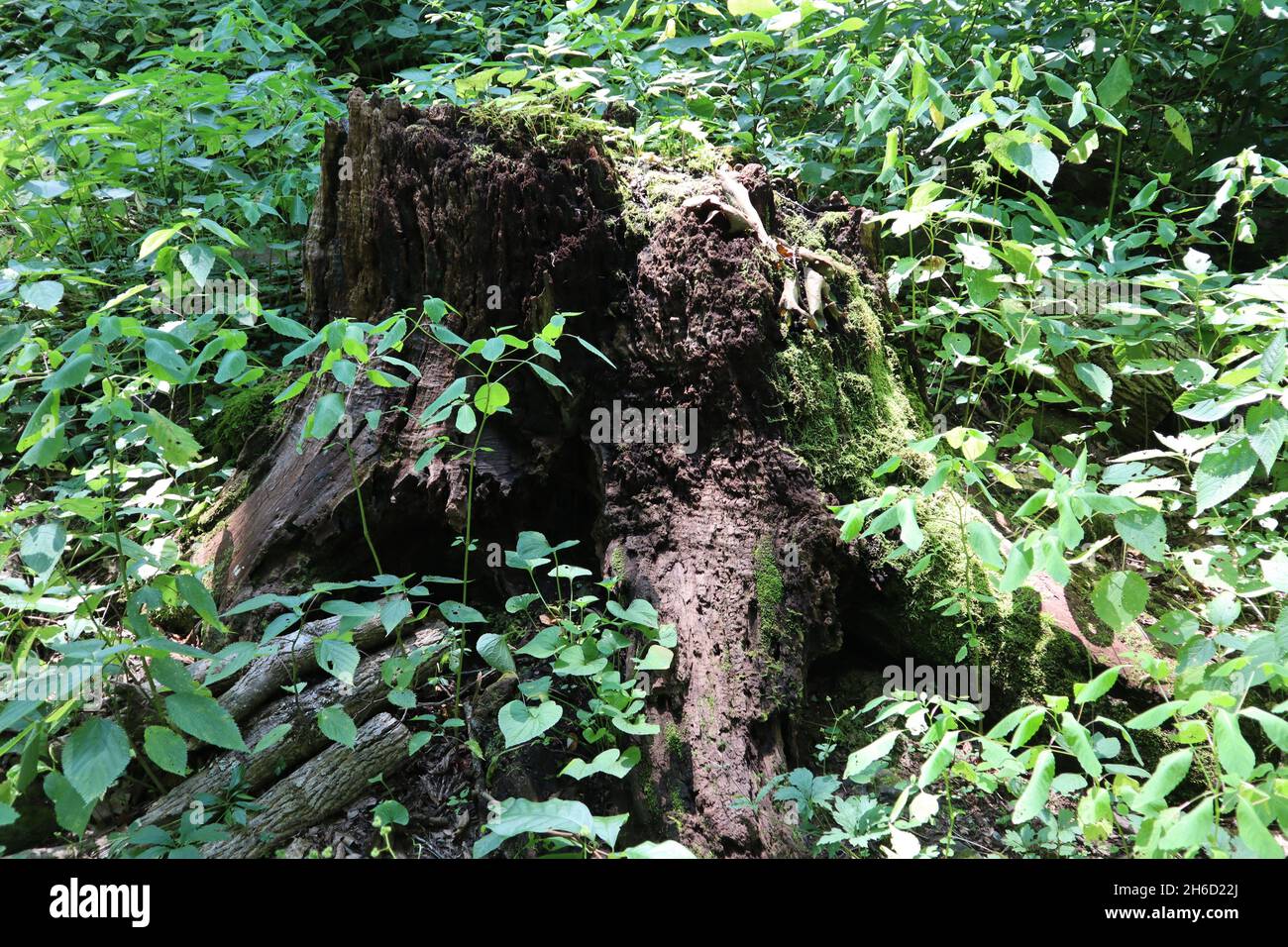 Tree stump covered with green plants in a forest Stock Photo - Alamy