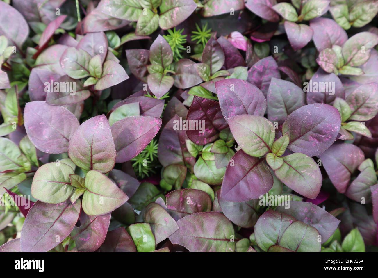 Purple And Green Leafy Plants