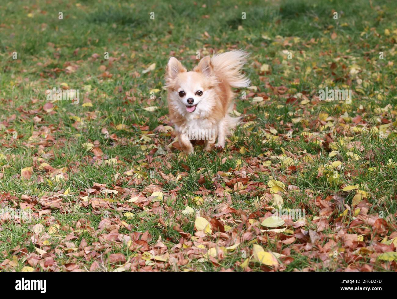 Long haired Chihuahua dog runs in autumn leaves outdoor Stock Photo