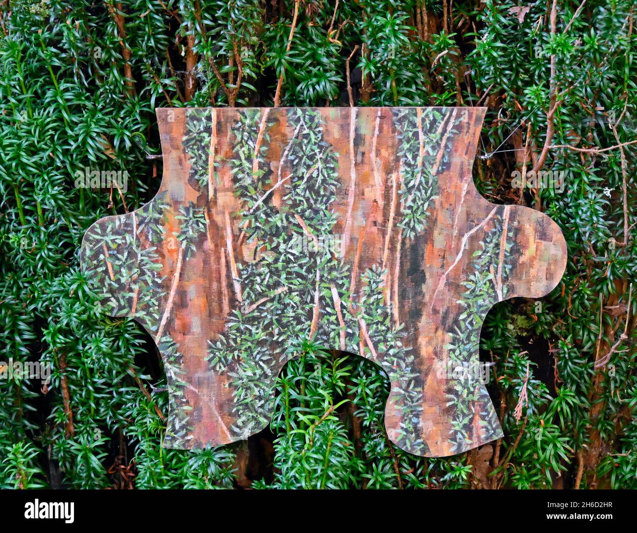 Puzzle Piece 3 by Anne Gilchrist. Irish Yew (Taxus baccata 'Fastigiata'). Dawyck Botanic Gardens, Stobo, Scottish Borders, Scotland, United Kingdom. Stock Photo