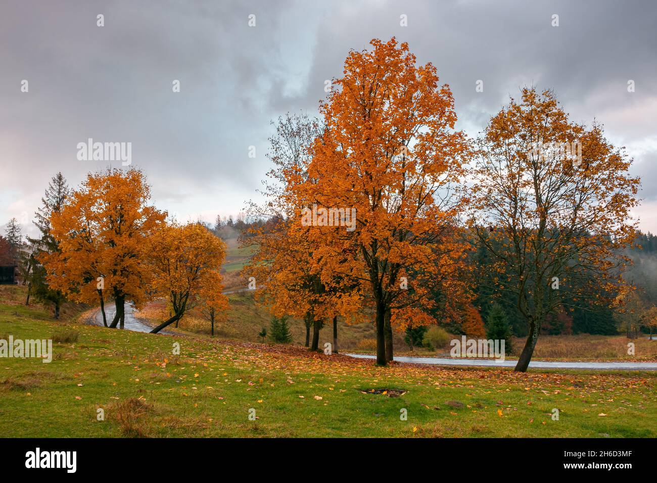 autumn countryside scenery in mountains. trees in colorful foliage by ...