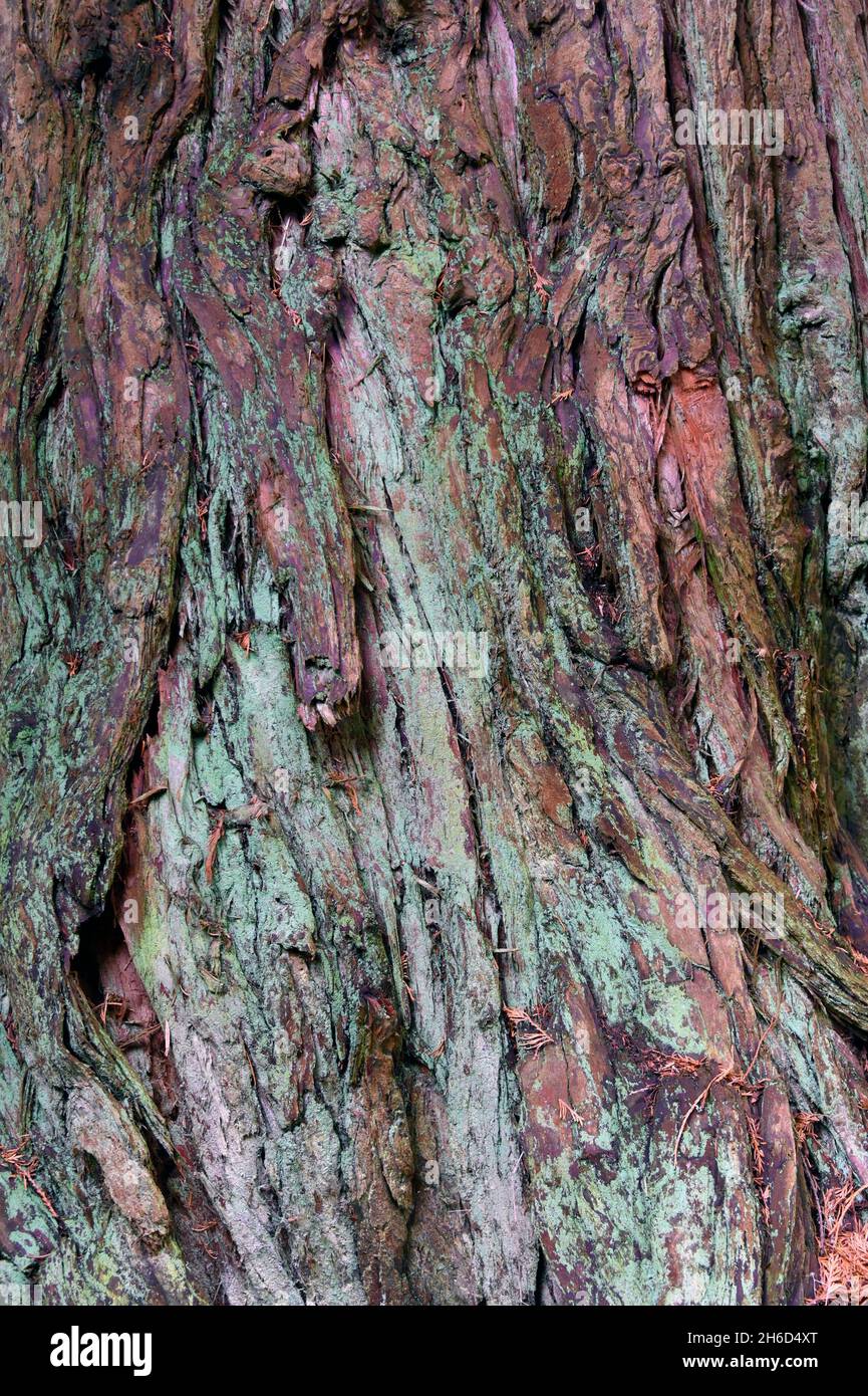 Tree bark (detail). Lawson Cypress (Chamaecyparis lawsoniana 'Glauca'). Dawyck Botanic Gardens, Stobo, Scottish Borders, Scotland, United Kingdom. Stock Photo