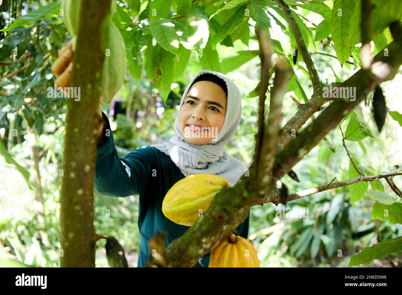 Muslim woman in hijab holding fresh organic cocoa fruit in the garden ...