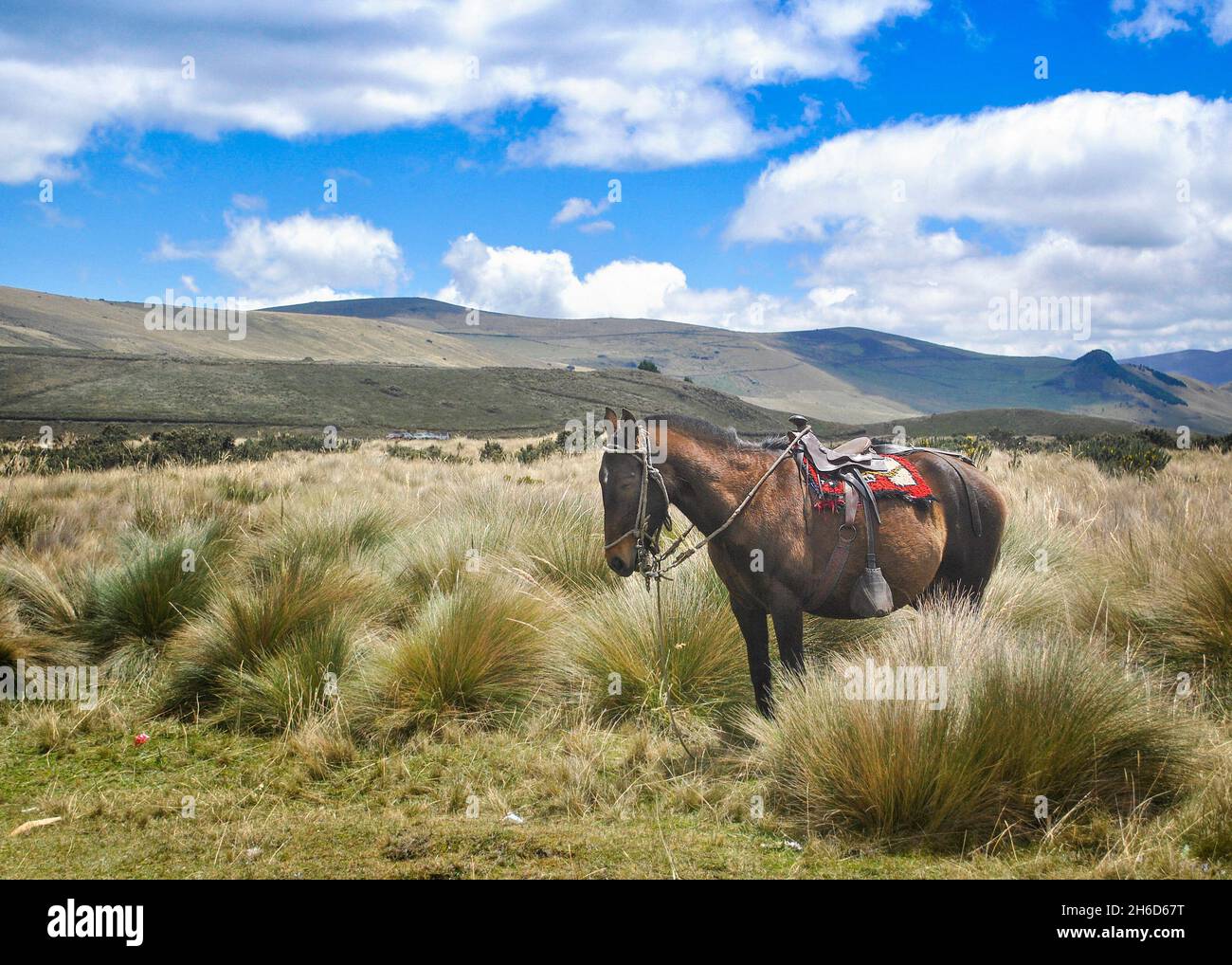 Mule in the Ozogoche moor.  Mountains in back.  Province of Chimborazo, Ecuador Stock Photo