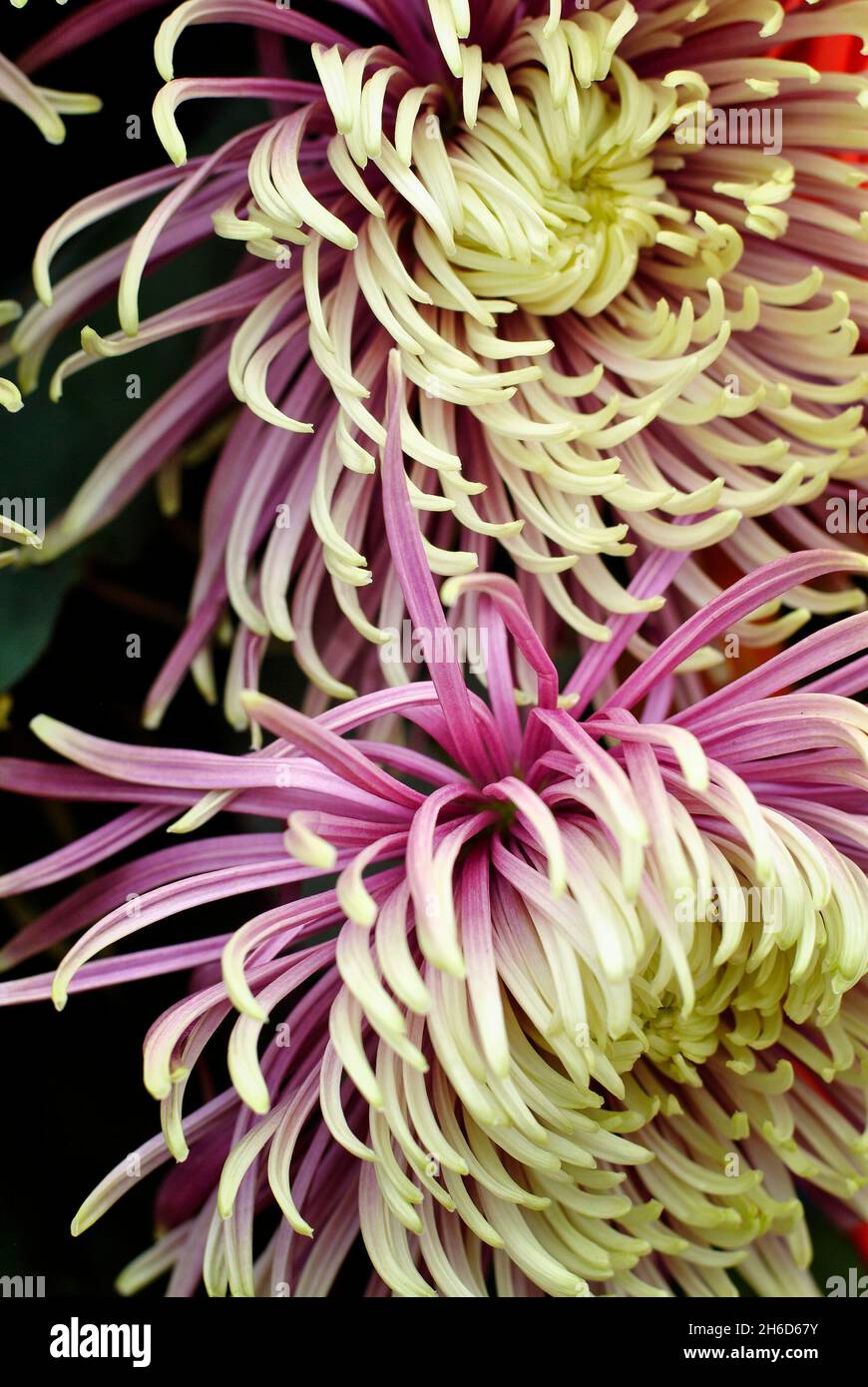 Close-up of a bouquet of chrysanthemums, in flower show 2021.  Guayaquil.  Ecuador Stock Photo