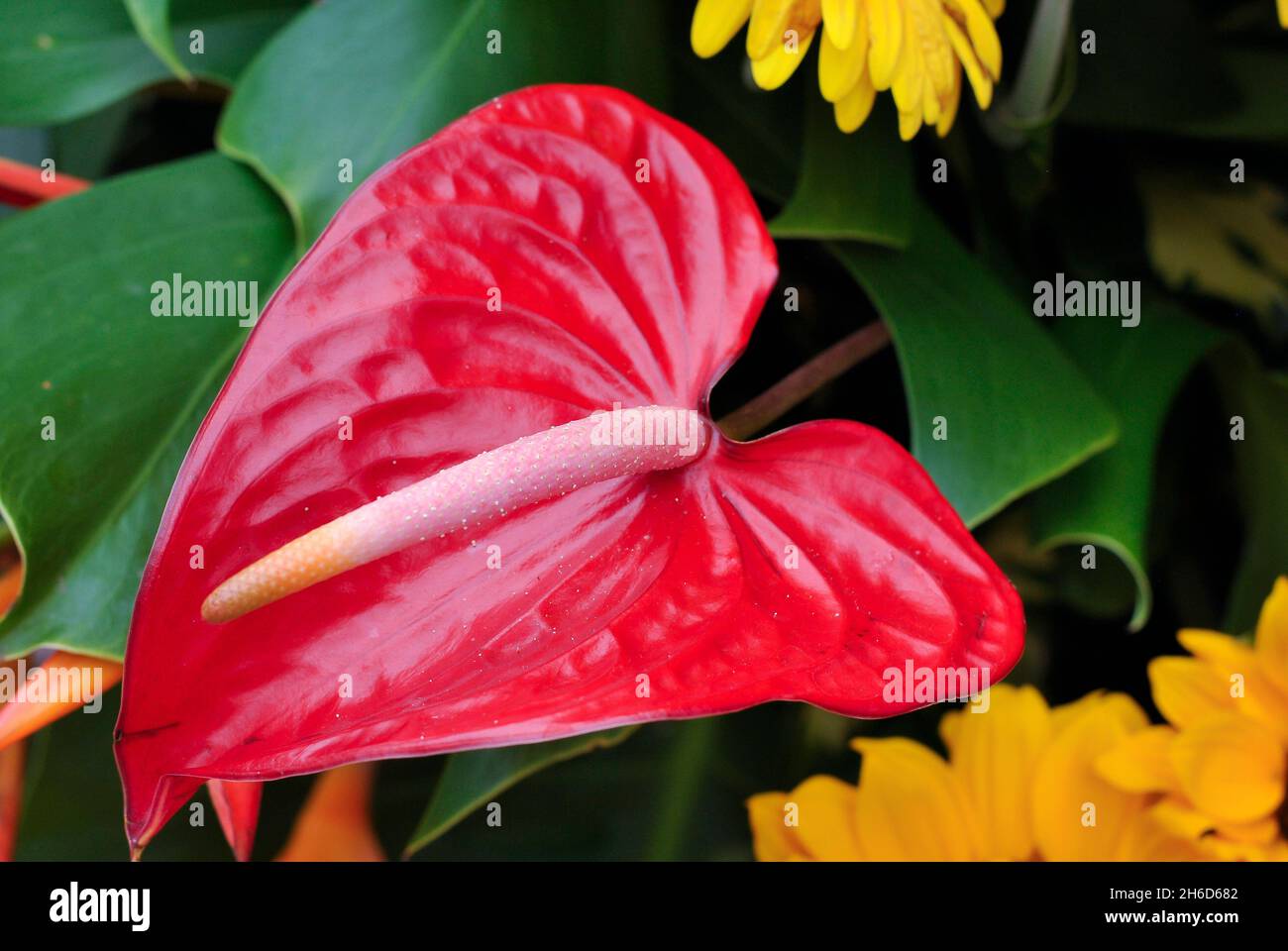 Close-up of a bouquet of anthuriums, in flower show 2021.  Guayaquil.  Ecuador Stock Photo