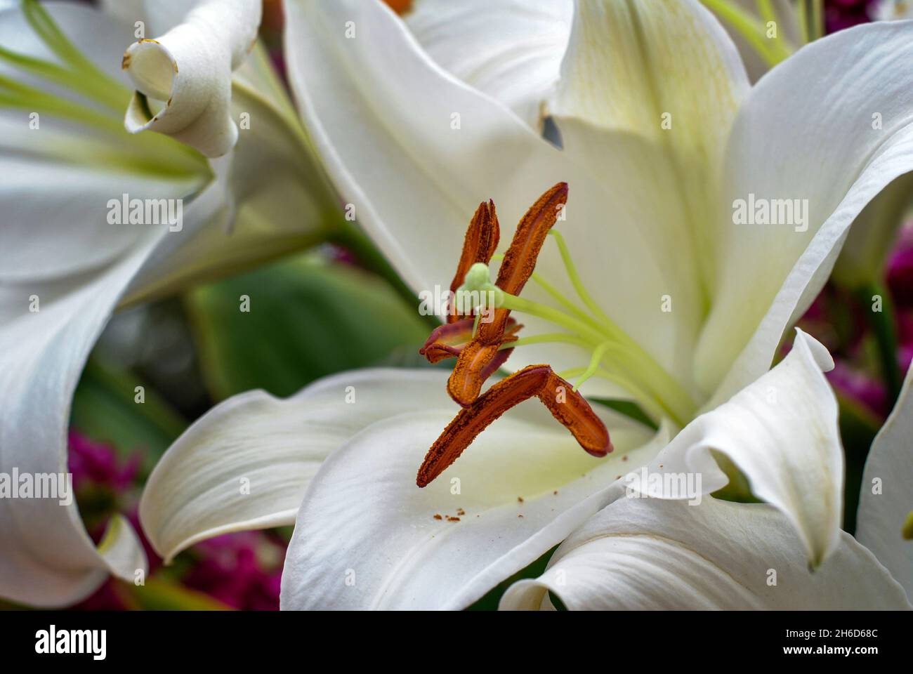 Close-up of a bouquet of lilies, in flower show 2021.  Guayaquil.  Ecuador Stock Photo