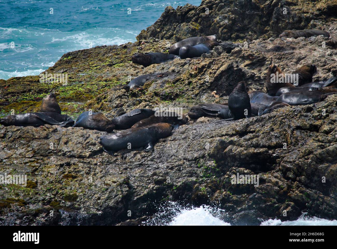 Sea lions colony in La Loberia.  Mar Bravo beach. Province of Santa Elena, Ecuador. Stock Photo