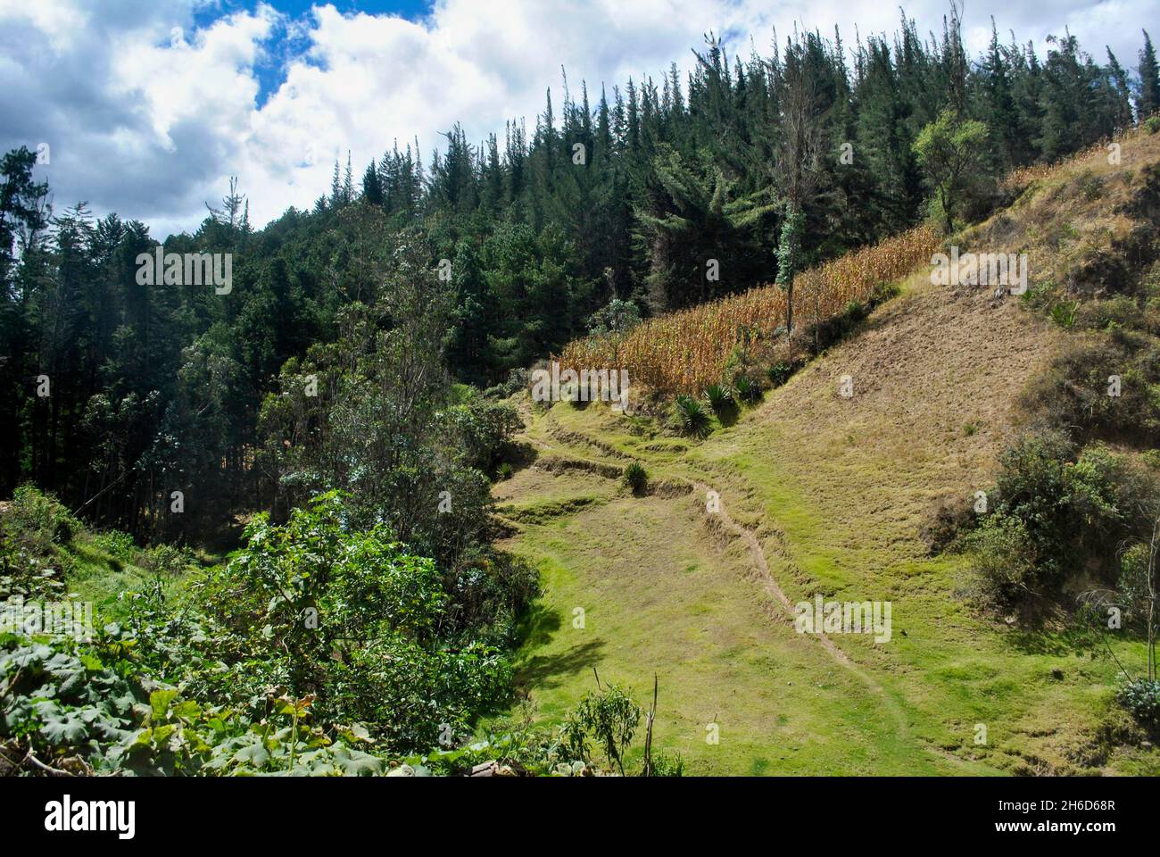 Pine forest and crops.  Chimbo, Chimborazo, Ecuador Stock Photo