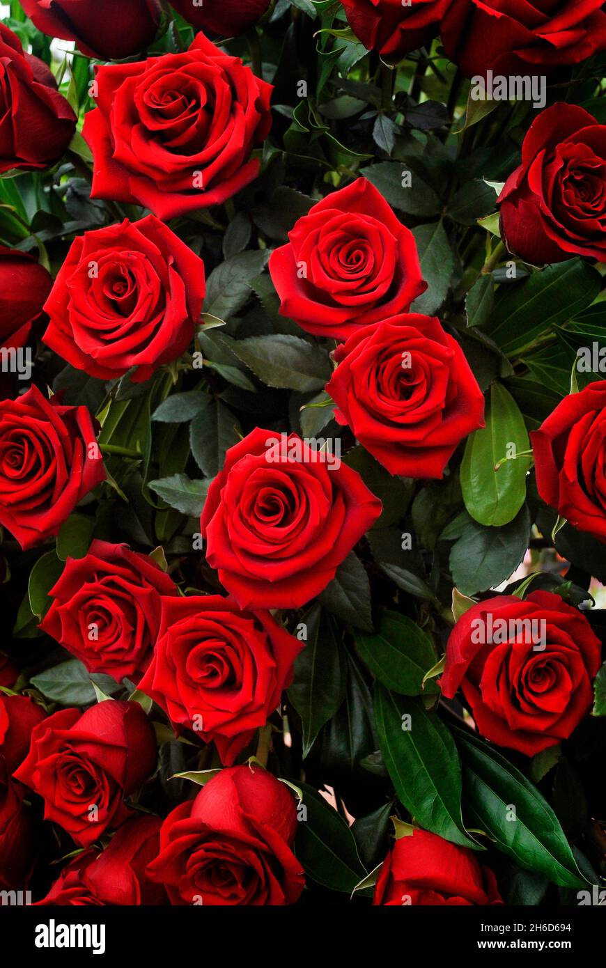 Close-up of a bouquet of roses, in flower show 2021.  Guayaquil.  Ecuador Stock Photo