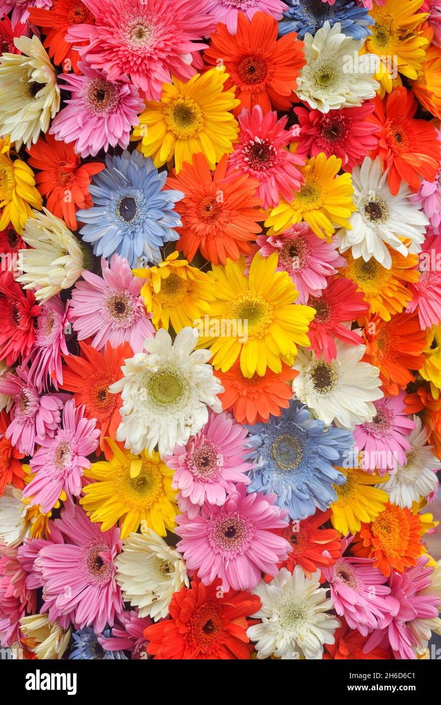 Close-up of a bouquet of flowers, in flower show 2021.  Guayaquil.  Ecuador Stock Photo