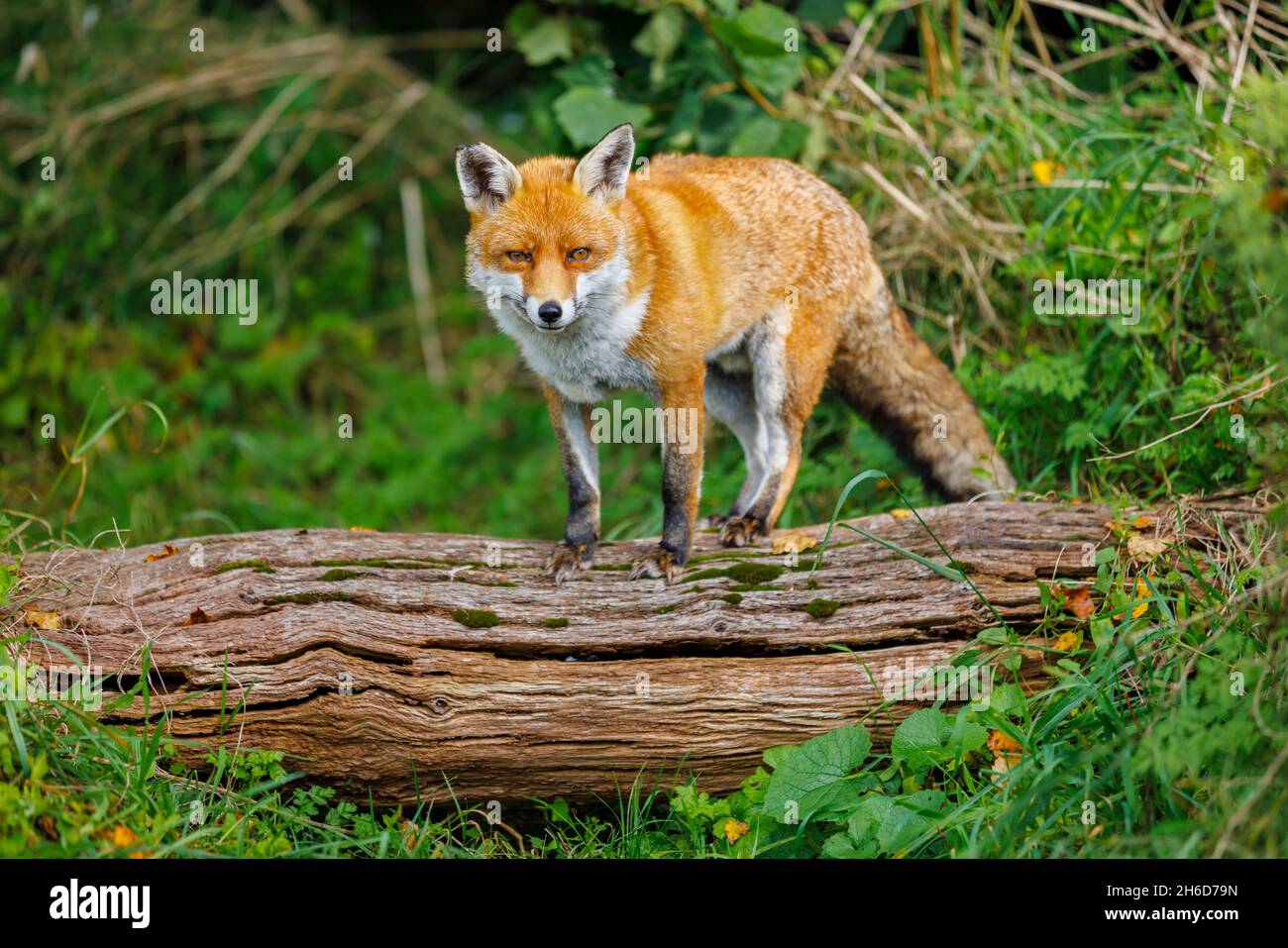 A healthy fox (Vulpes vulpes) standing on a log facing the camera at the British Wildlife Centre, Lingfield, Surrey Stock Photo
