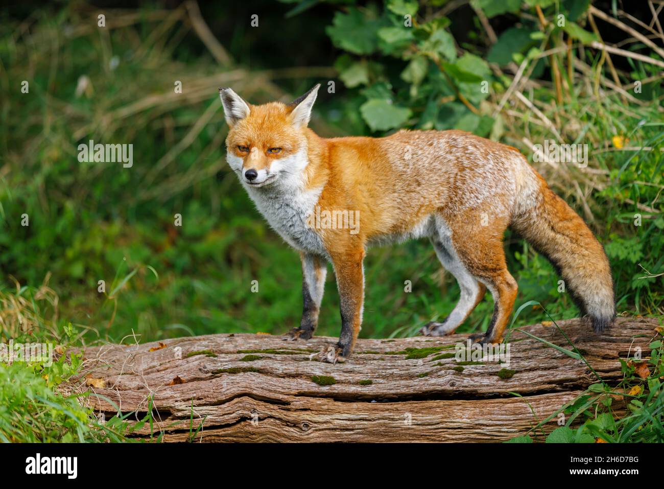 A healthy fox (Vulpes vulpes) with a bushy tail standing on a log at the British Wildlife Centre, Lingfield, Surrey Stock Photo