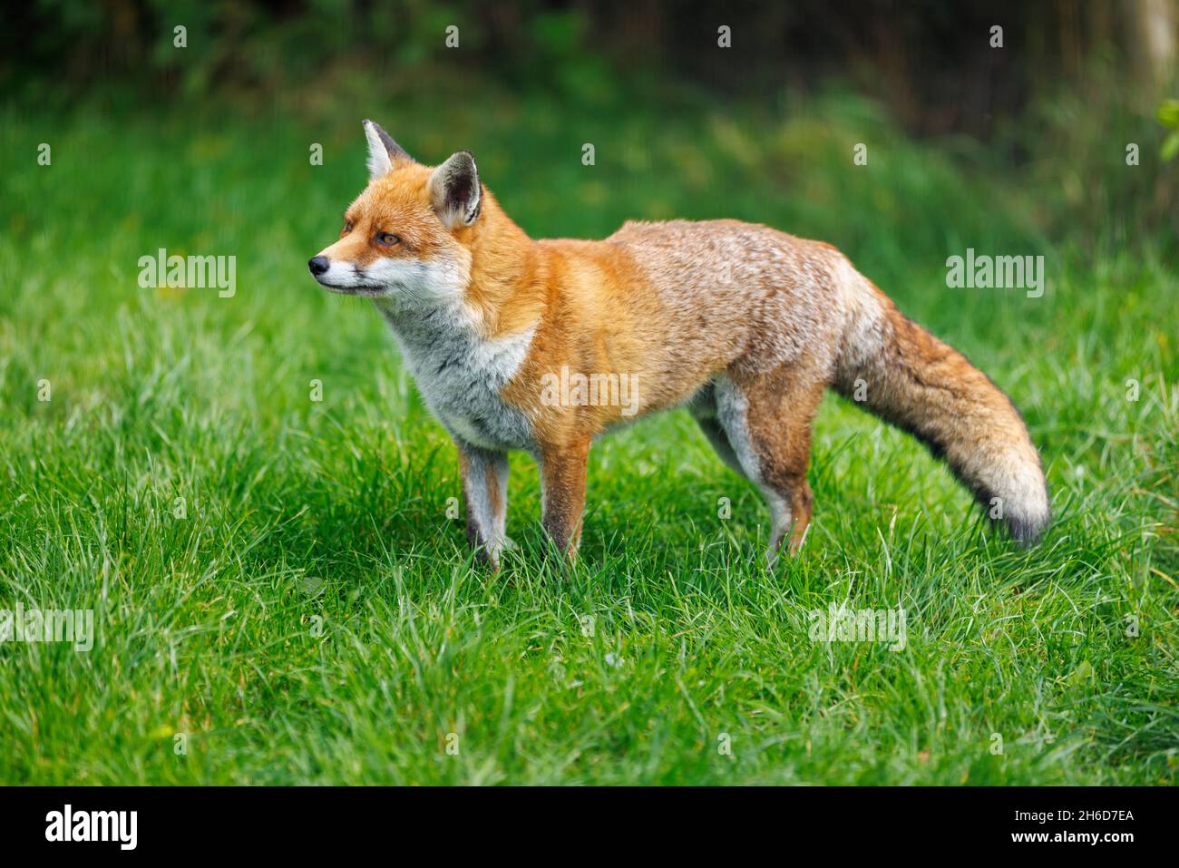A healthy fox (Vulpes vulpes) with a bushy tail standing in grass at the British Wildlife Centre, Lingfield, Surrey Stock Photo