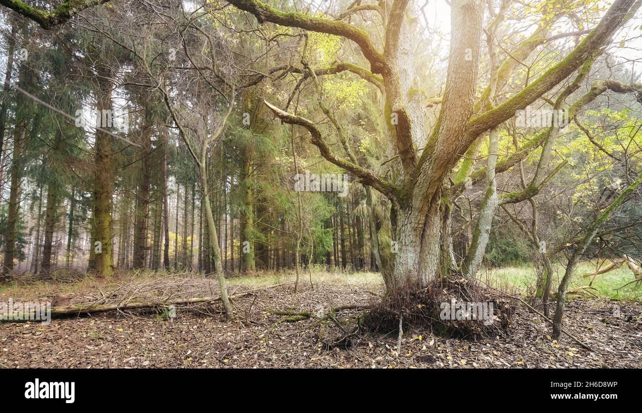 Picture of a forest in autumn Stock Photo - Alamy