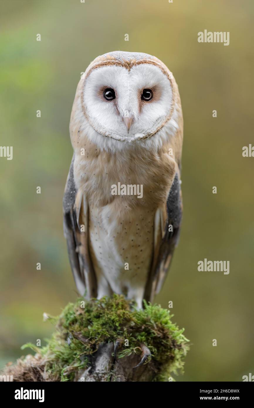 Hypnotic eyes hi-res stock photography and images - Alamy