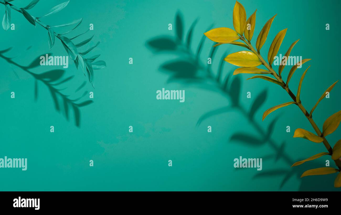 Normal Background Frame Natural background frame from branches. Green plants with shadow copy ...