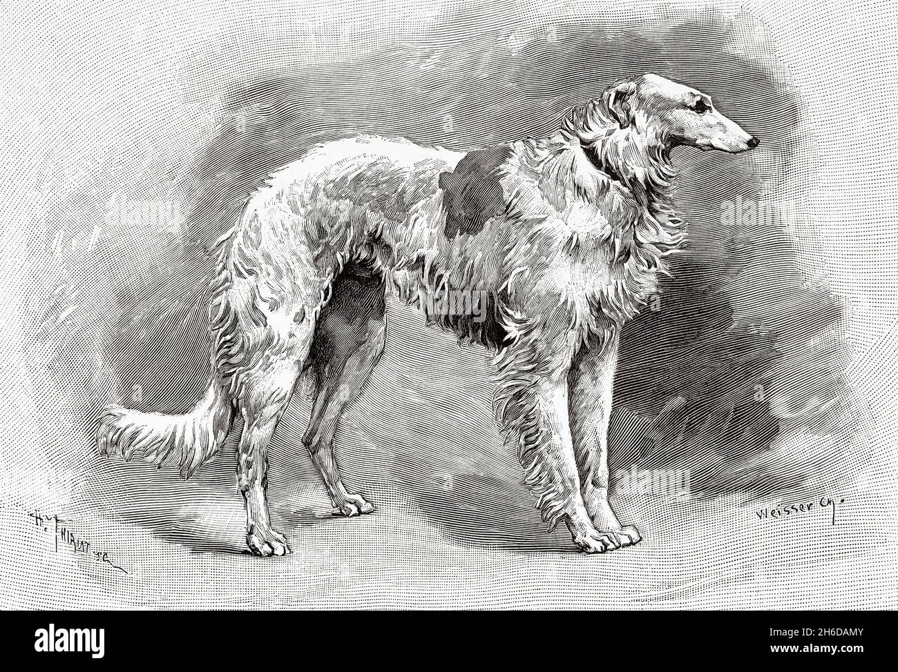 Russian greyhound. Loki, the dog of Tsar Nikolái Aleksándrovich Románov (1868-1918) Russia. Old 19th century engraved illustration from La Nature 1897 Stock Photo