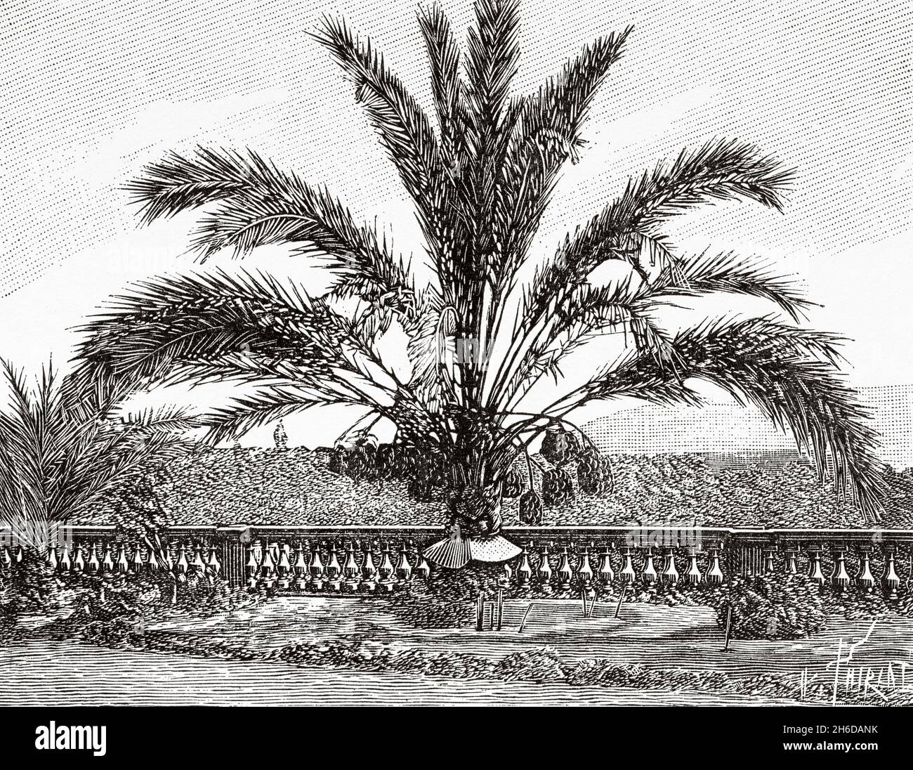 The date palm of the Villa Henry de Cessole in Nice, France. Europe. Old 19th century engraved illustration from La Nature 1897 Stock Photo