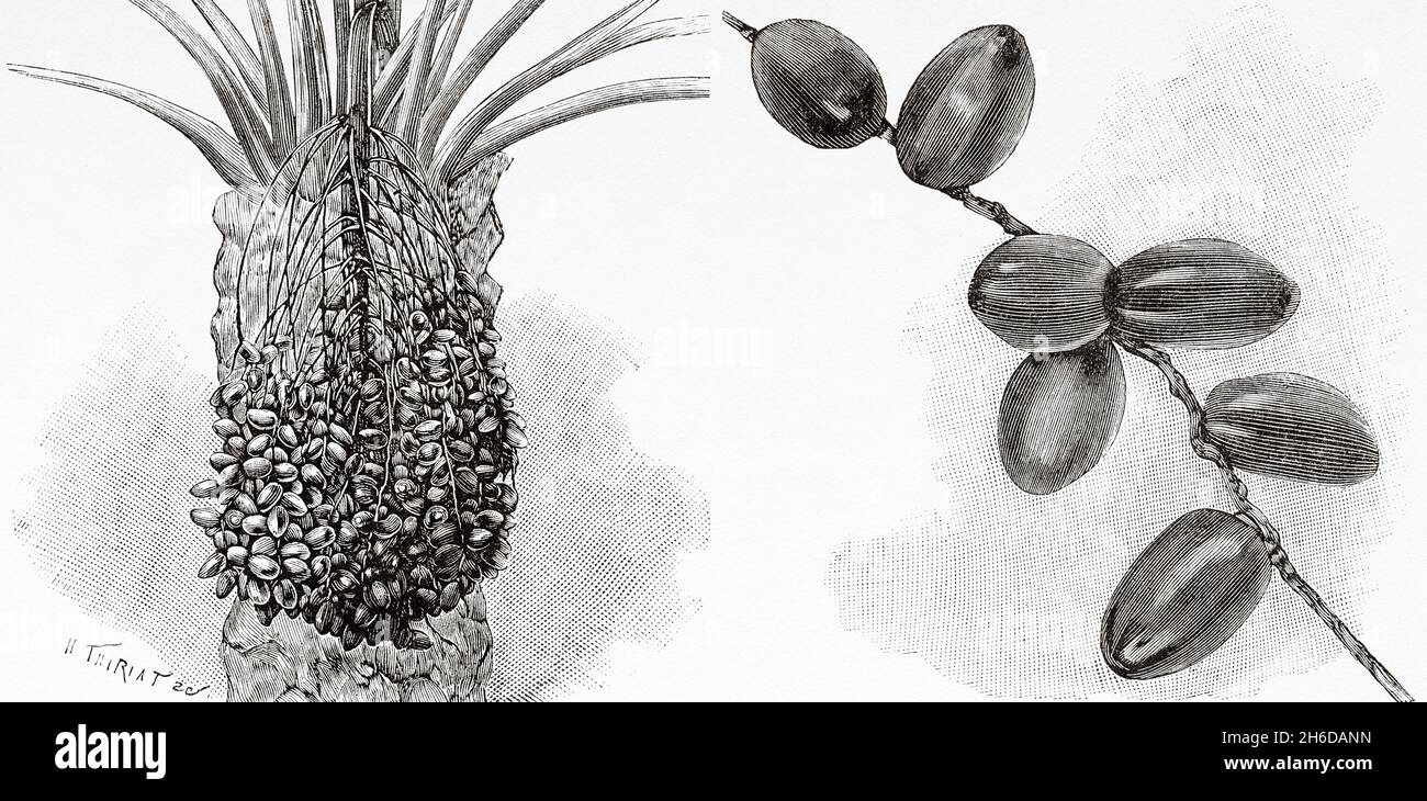 Black dates from Phoenix melanocarpa. Old 19th century engraved illustration from La Nature 1897 Stock Photo