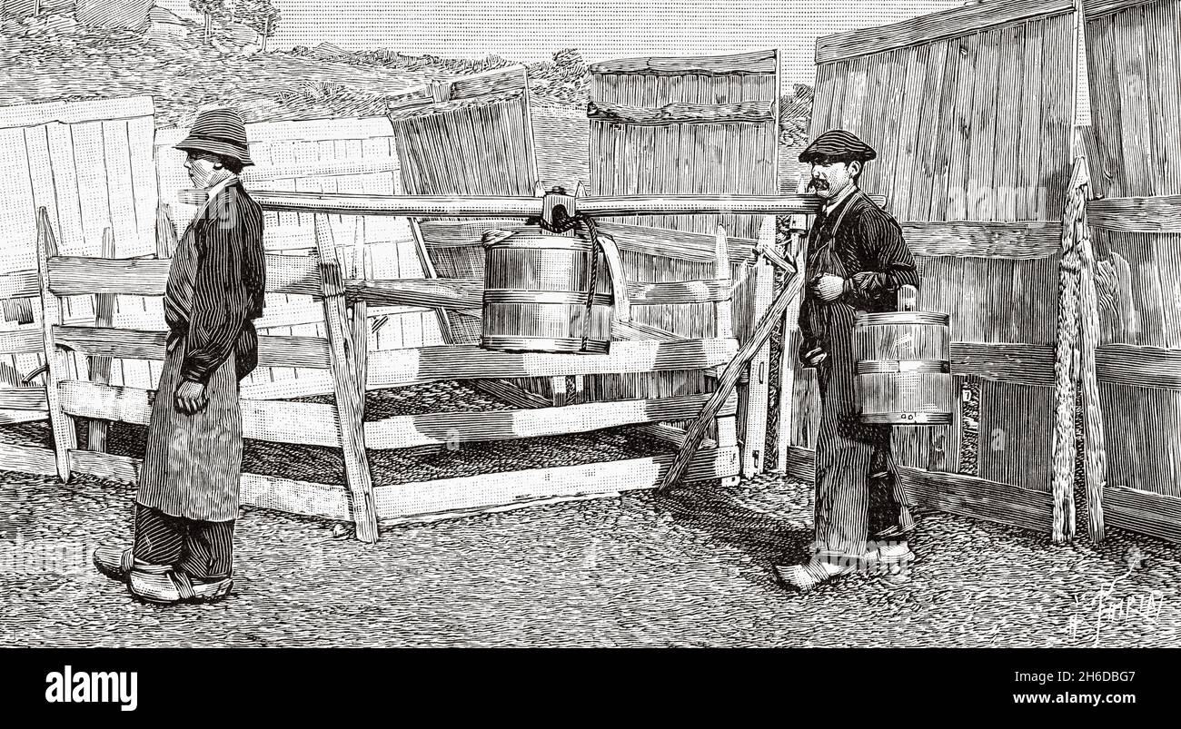 The dairy industry in France, manufacture of Cantal artisan cheese