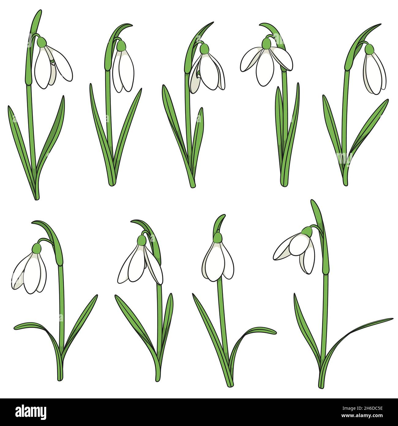 Set of color illustrations with snowdrops. Isolated vector objects on ...