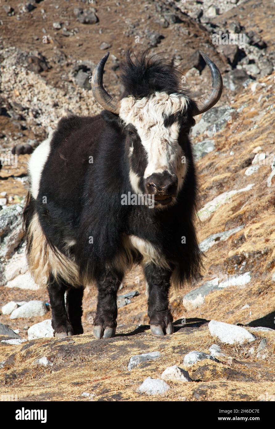 White and black yak hi-res stock photography and images - Alamy