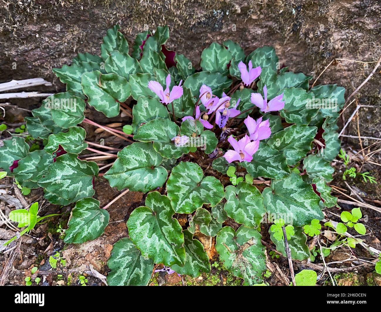 Persian cyclamen, Cyclamen persicum, in Bafa Lake Nature Protection Area Mugla Turkey Stock Photo