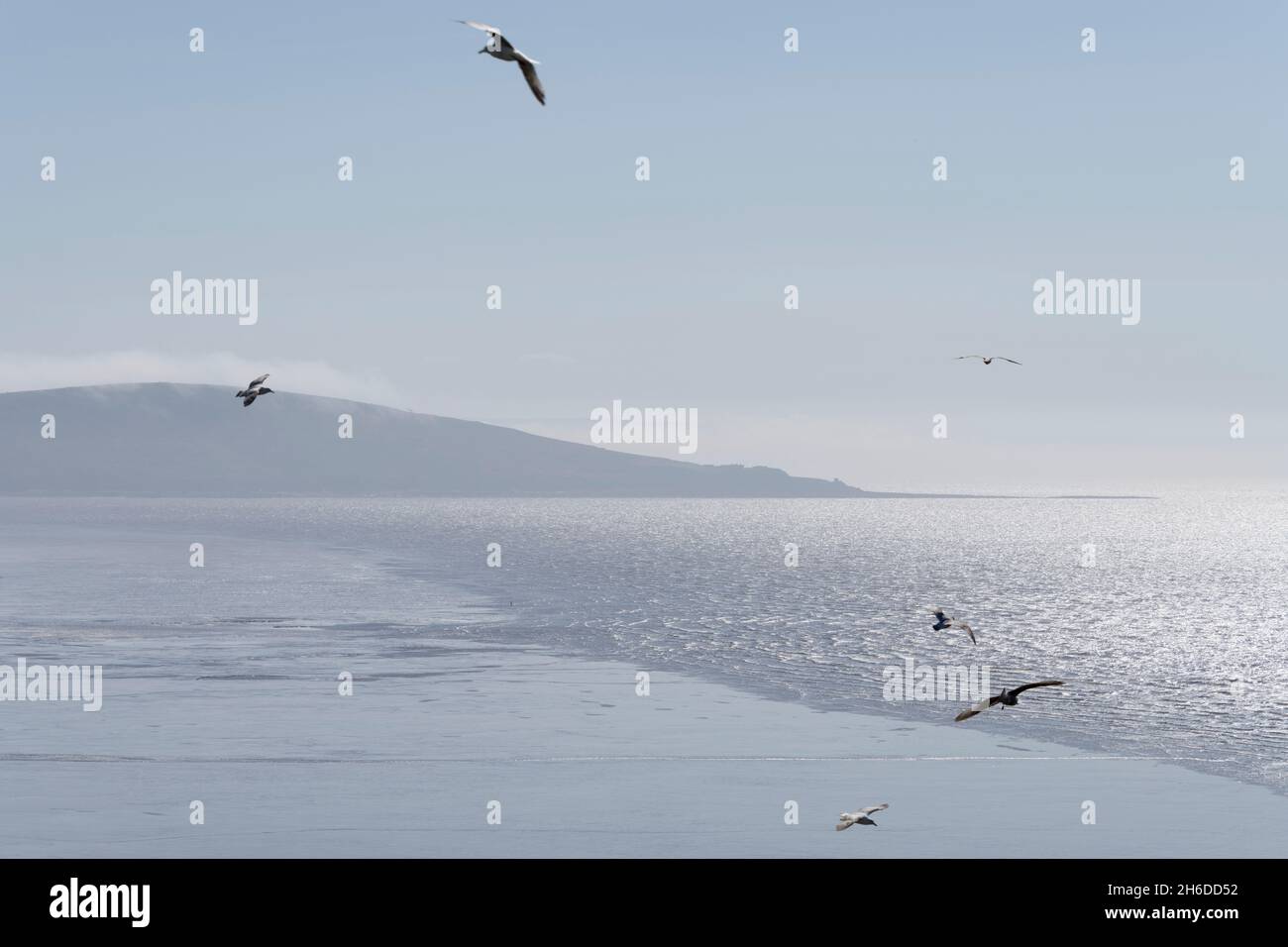 Brean Down, Somerset, 2018. General view looking south across a misty Weston Bay towards the headland, with gulls flying in the foreground. Stock Photo