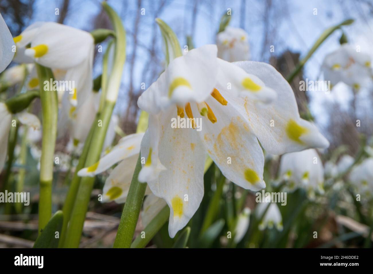 spring snowflake (Leucojum vernum), single flower close-up, Germany Stock Photo