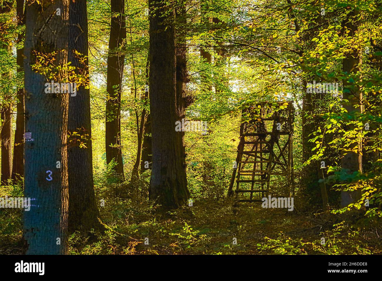 Raised hide in beech forest, Germany, North Rhine-Westphalia, Sauerland Stock Photo