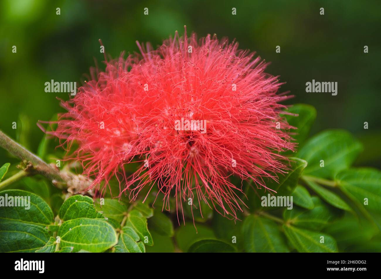 Red Powder Puff, Red Powder Pufftree (Calliandra haematocephala), blooming, USA, Hawaii Stock Photo