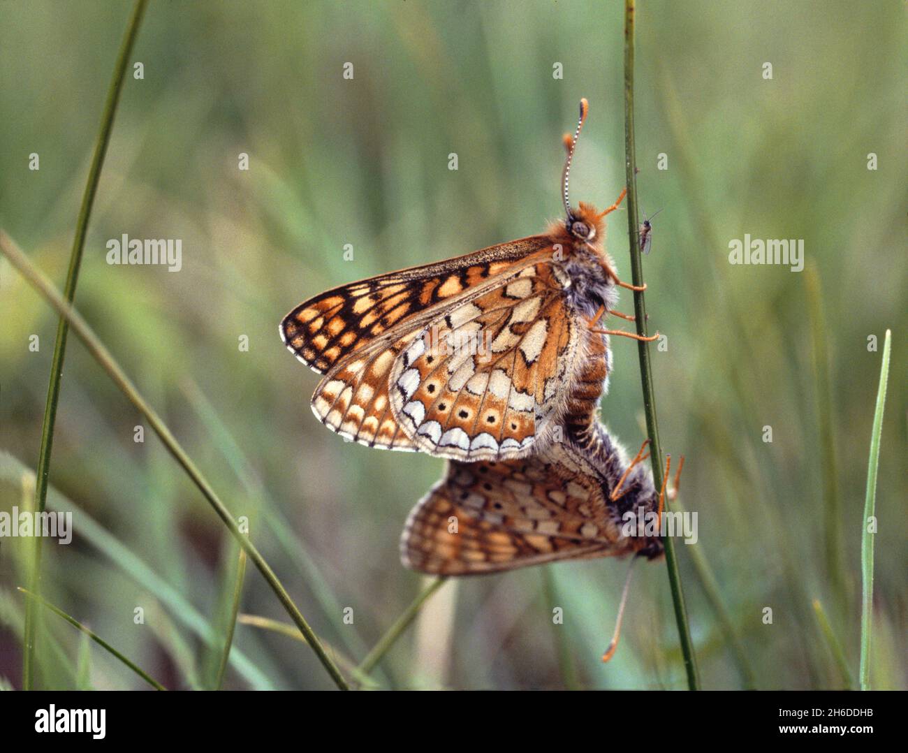 Marsh fritillary (Euphydryas aurinia, Eurodryas aurinia, Melitaea aurinia), mating, Germany Stock Photo