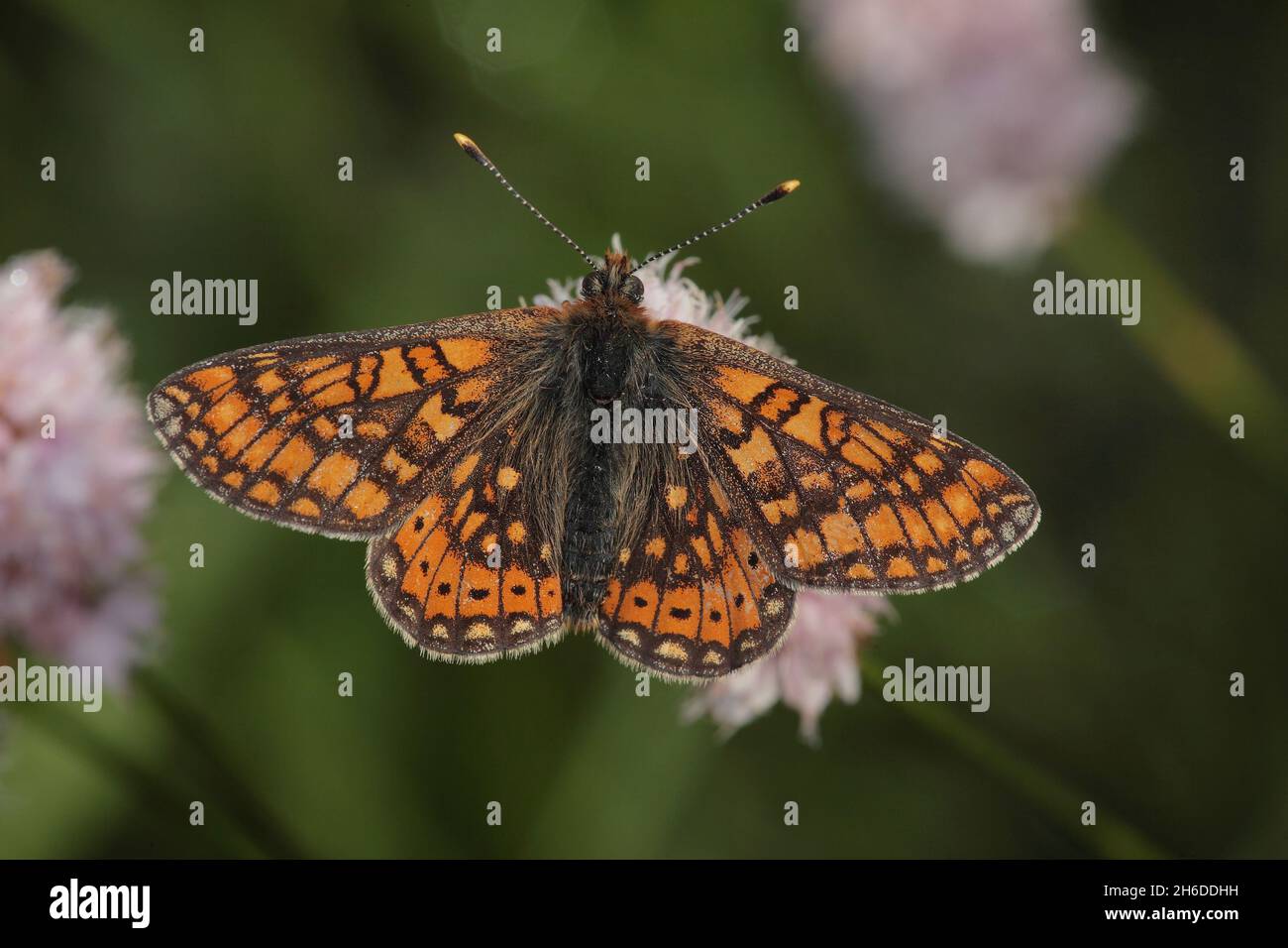 Marsh fritillary (Euphydryas aurinia, Eurodryas aurinia, Melitaea aurinia), sits on a flower, Germany Stock Photo