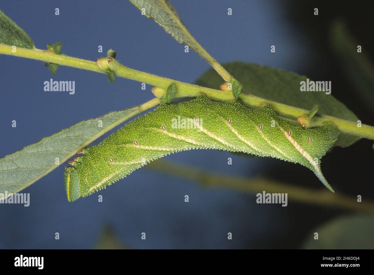 Eyed Hawk-Moth, Eyed Hawkmoth, Hawkmoths Hawk-moths (Smerinthus ocellata, Smerinthus ocellatus), caterpillar sitting headlong at a stem, side view , Stock Photo