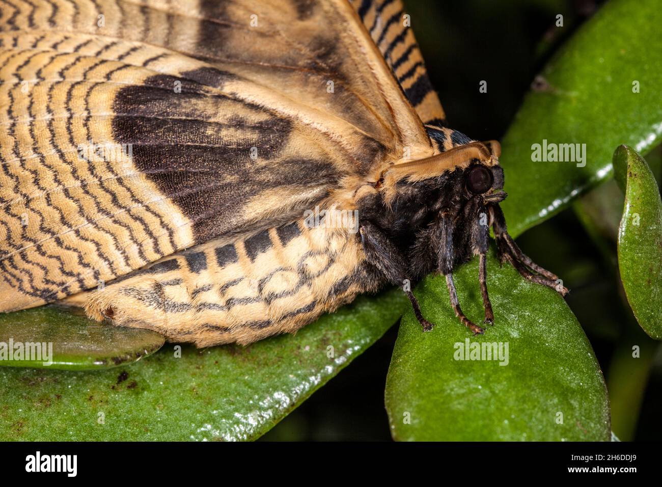 owl moth (Brahmaea wallichii), sits on a succulent, portrait Stock Photo