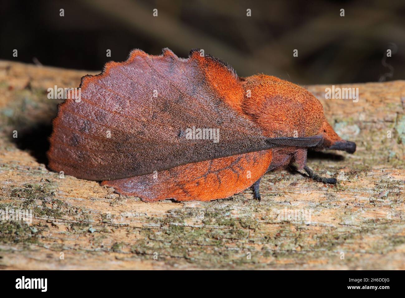 lappet (Gastropacha quercifolia, Phalaena quercifolia), sits on bark, young butterfly with violet gleam, Germany Stock Photo