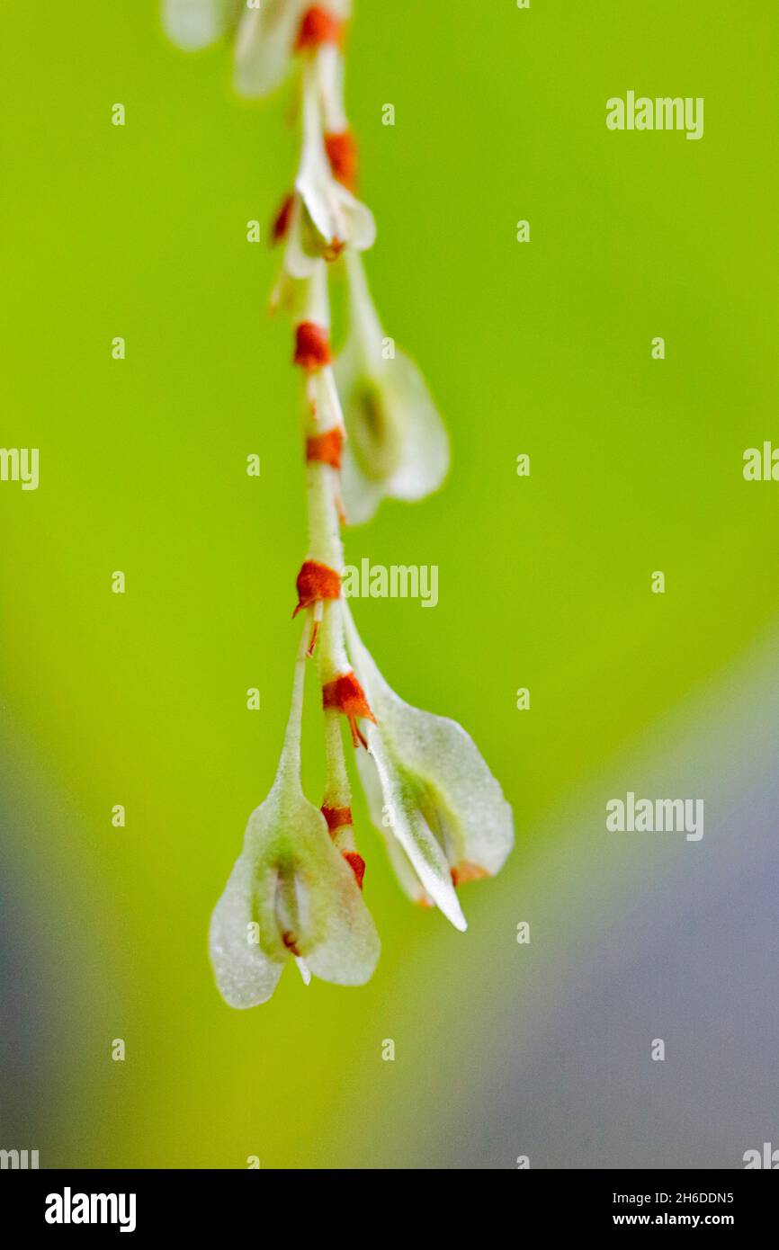 Winged knotweed hi-res stock photography and images - Alamy