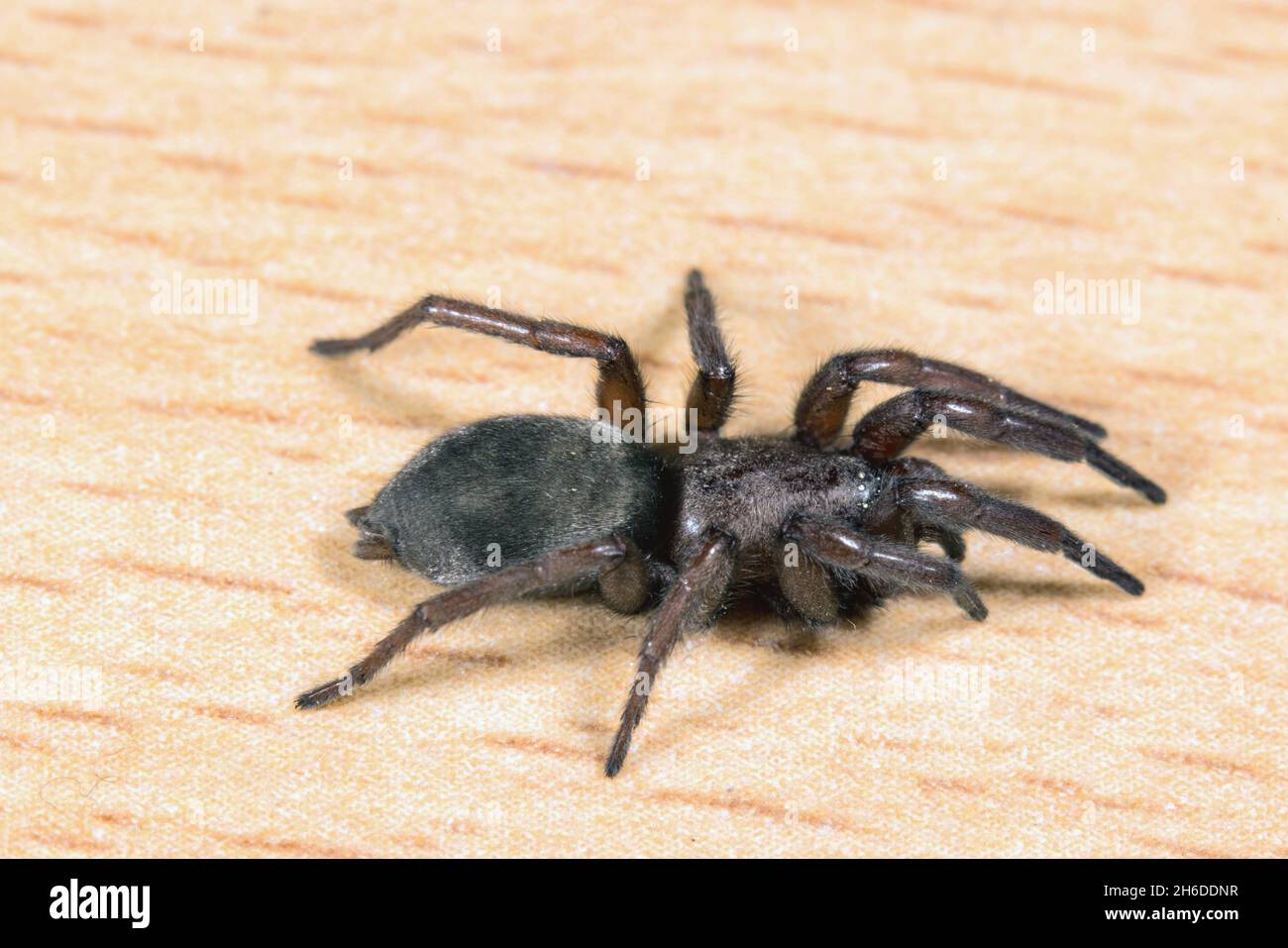 Mouse spider (Scotophaeus scutulatus), female, Germany Stock Photo