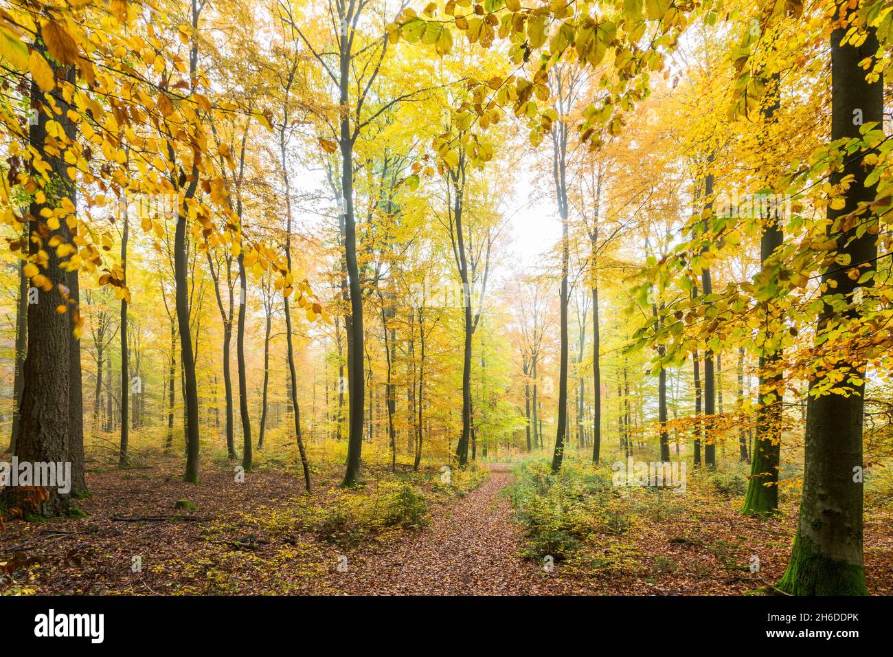 Fall autumn forest forests hi-res stock photography and
