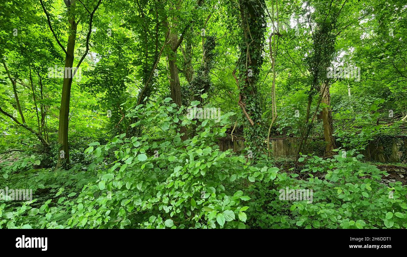 Impenetrable thickets hi res stock photography and images Alamy