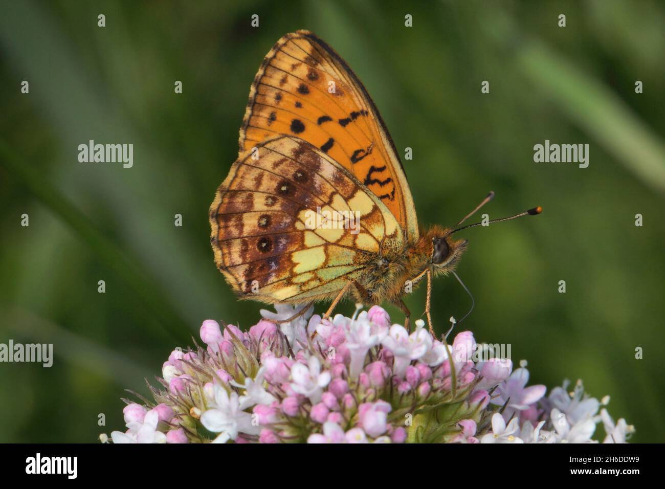 lesser marbled fritillary (Brenthis ino), sits on an inflorescence, Germany Stock Photo