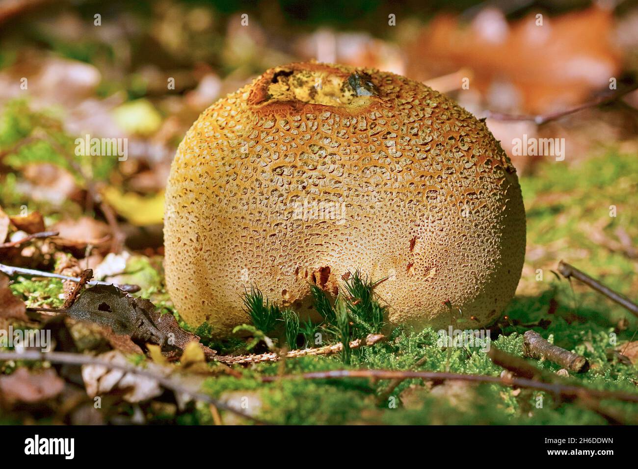 common earthball (Scleroderma citrinum), ripe fruiting body, Germany, North Rhine-Westphalia Stock Photo