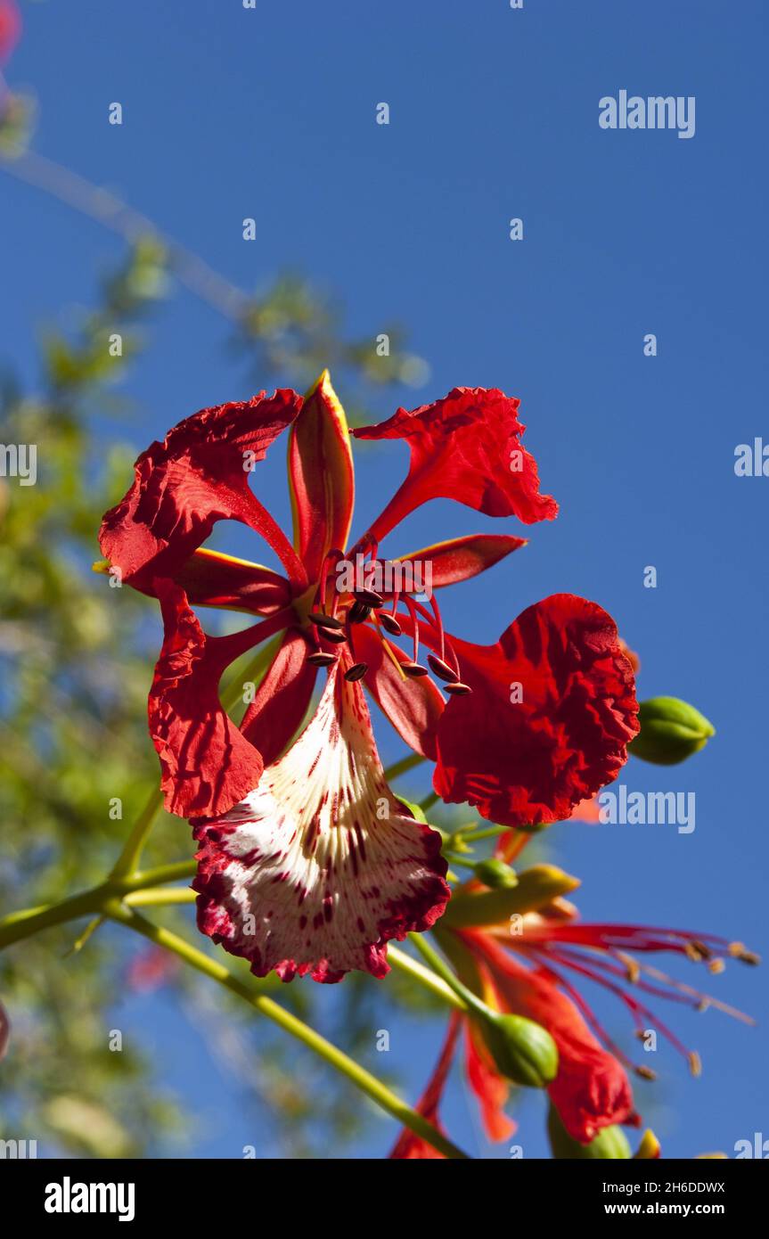 labeled flamboyant flower