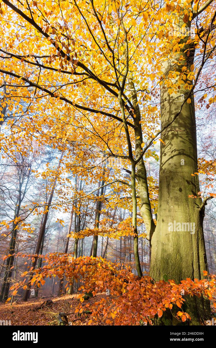 common beech (Fagus sylvatica), beech with autumn colours, Tree of the Year 2022, Germany, Odenwald, Naturpark Neckartal Stock Photo