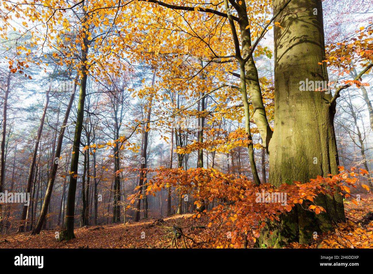 common beech (Fagus sylvatica), beech with autumn colours, Tree of the Year 2022, Germany, Odenwald, Naturpark Neckartal Stock Photo