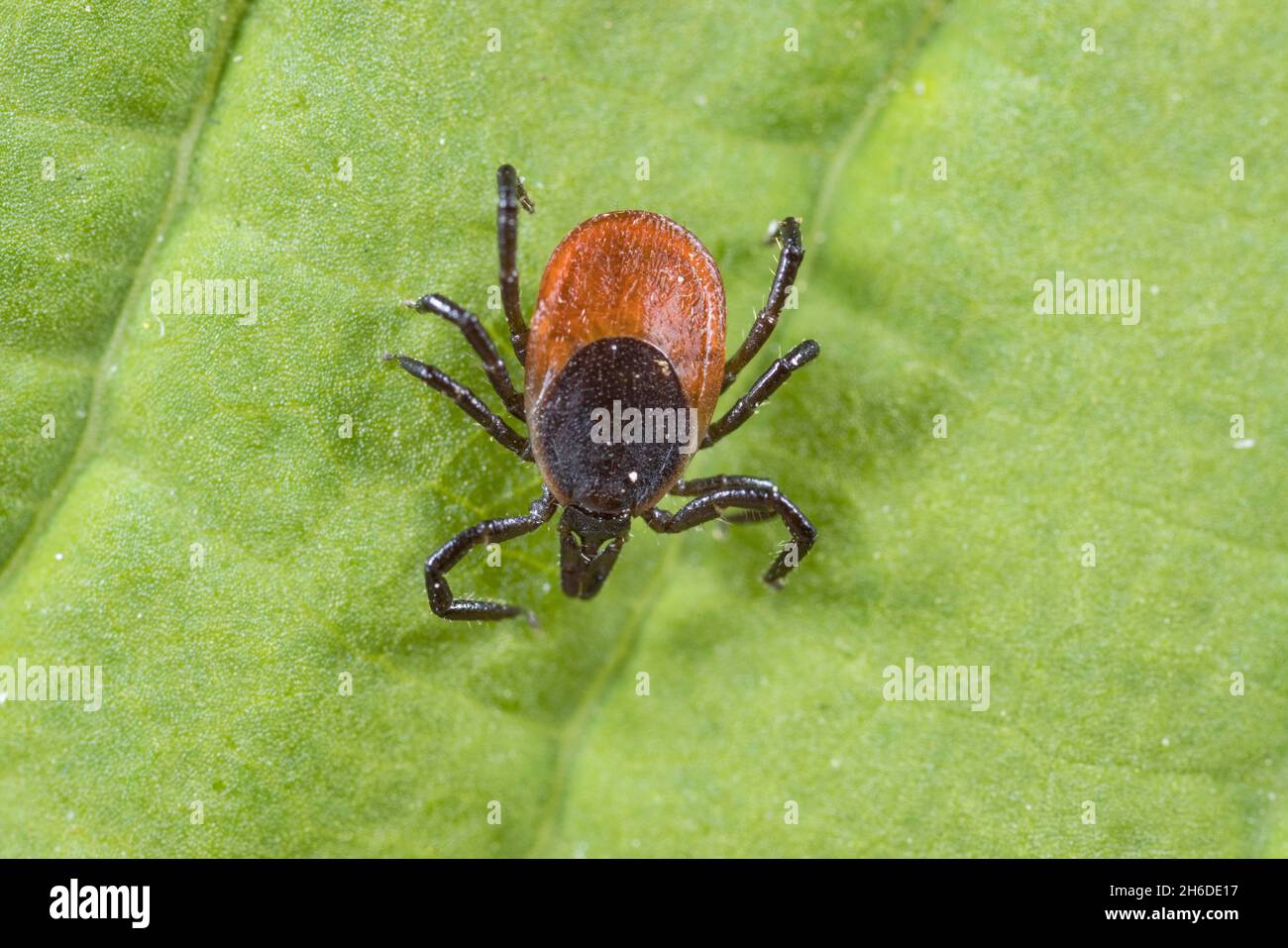 European castor bean tick, European sheep tick (Ixodes ricinus), sits