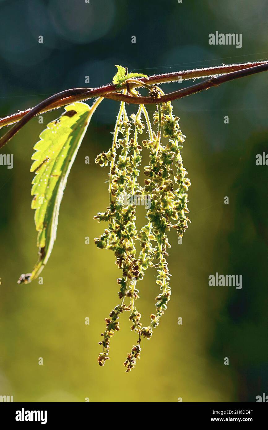 common nettle, stinging nettle, nettle leaf, nettle, stinger (Urtica dioica), inflorescence in backlight, Germany, North Rhine-Westphalia Stock Photo