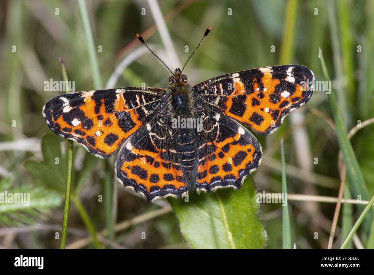 map butterfly, summer form (Araschnia levana f. prorsa), sits on a leaf, Germany Stock Photo